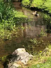 What a bonus! This is a year-round running stream on the property in full view of the deck. ( Ducks stay)