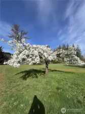 There are producing fruit trees too!