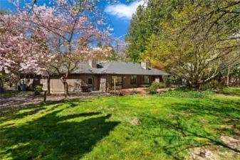 Springtime blossoms in the backyard