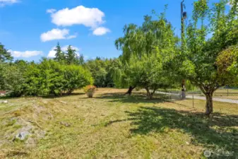 Fruit Trees