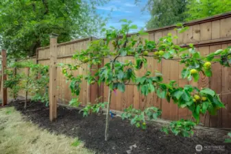 Fruit trees