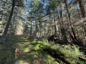 Mossy trails take you all around the 5.7+ acres of pristine forested land.