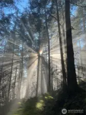 Magical setting for true Forest Bathing