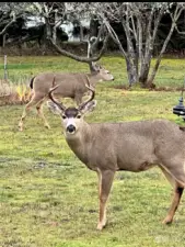 Deer and other wildlife are frequent visitors.