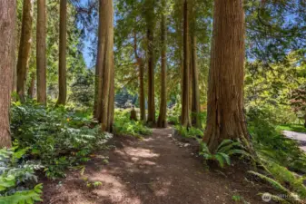 This groomed trail offers a beautiful way to amble between the main home and the guest cottage. The unspoiled forest here and on about 6 of the property’s 10 acres offers both natural beauty and tasty delights such as salal berries, black cap raspberries, red huckleberries, evergreen huckleberries, Oregon grapes, and more. Snack while you walk, pick some for canning, or leave them for the property’s thriving bird population.