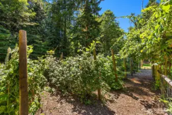 The enormous berry patch includes several types of berries, all ripening at different times…and all quite tasty! Not in this enclosure, you will also find blueberry bushes (adjacent to the sunny fenced garden above and behind the garage)