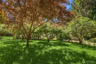 Here, the property’s orchard. Currently, you’ll find multiple varieties of apples and cherries. You’ll find espaliered fruits trees on the opposite side of the house near the coop and berry patch.