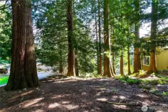 The lot slopes gently downhill, offering great potential for a single story home with daylight basement and Lake Whatcom views.