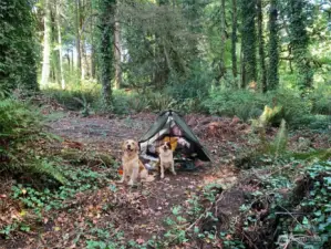 Virtual dogs on site! This would be a great camping spot while you are waiting to build your home. Or just use as a “getaway” from city life in the summer!