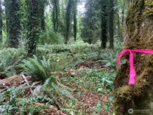 Trail winds among the ivy covered maple trees. Ivy has been cut back so you can see where you are stepping. Follow the pink ribbon to the overlook.