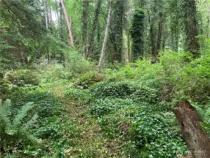 Hard to see, but that's a portion of the trail.