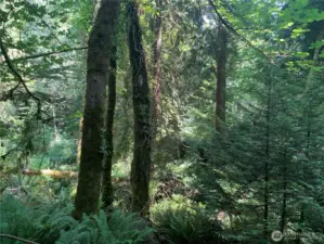 Did I already mention the lush natural setting?