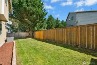 Back yard