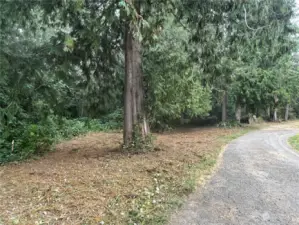 Tall cedars at W edge. NW corner shown at left.