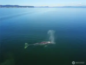 The Visitors, Captured off this Home's Deck w/ Broker's Drone~