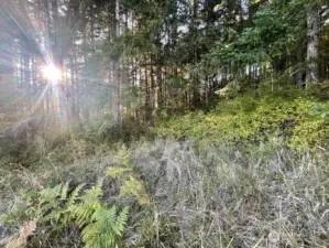 The back side of your property is wooded, creating a beautiful backdrop and lots of privacy.  You back up to forest land.  Best of both worlds, pastures, yard and forest all on 7.85 newly surveyed acres.