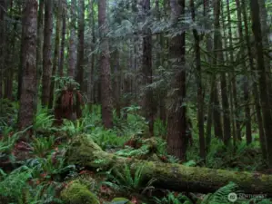 Cedar trees dominate this part of the forest. Beneath the trees are a nurse log giving itself back to the forest, sword fern, lady fern, moss, and huckleberry bushes sprouting from the tops of hundred-year-old logging stumps.  Cedar trees dominate this part of the forest. Beneath the trees are a nurse log giving itself back to the forest, sword fern, lady fern, moss, and huckleberry bushes sprouting from the tops of hundred-year-old logging stumps.