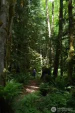 A walk in the woods. Trails crisscross the forest floor.