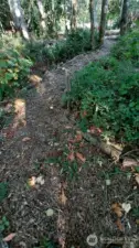 Another path, the one we call the Serpentine   because it winds thru the forest.