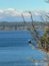 Enjoy wildlife up close!