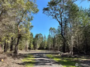 Cleared home site framed by Madronas.
