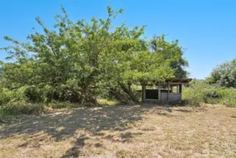 fruit tree