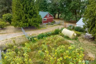 Extensive garden with grapevines, berries and currently a field of beautiful sunflowers