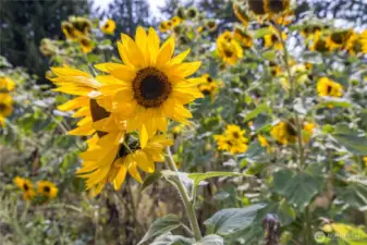 Gorgeous sunflowers