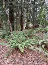 Ground level - over 2/3 acre of forested land in North Olympia