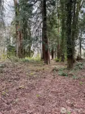 Ground level - over 2/3 acre of forested land in North Olympia