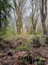 Ground level - over 2/3 acre of forested land in North Olympia