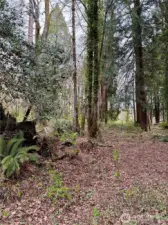 Ground level - over 2/3 acre of forested land in North Olympia