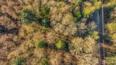 1506 Ann St NE - Aerial - over 2/3 acre of forested land in North Olympia