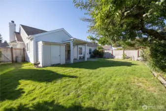 fruit bearing plum tree on the right of this photo of the fully fenced back yard