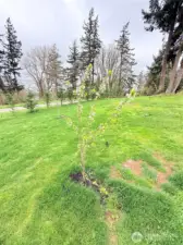 Mini fruit orchard: Plums, Apples, Pears & Cherry trees.