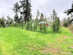 Row of Leland Cypress down the South property line for privacy