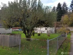 Mature apple tree in back yard