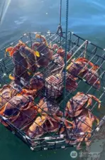 Your own mooring buoy and community boat launch makes crabbing a breeze.