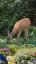 Watch nature in your backyard