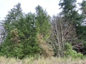 Nicely wooded with several evergreens