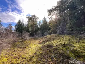 Evergreens grace the property: madronnas, rhodies, and Douglas fir trees.