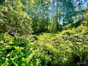 Another view of cleared area showing brush.