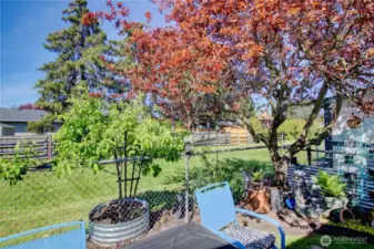 Established Plum tree, yields about 5 bushels.