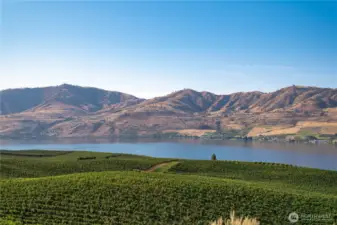 Manson Vineyards