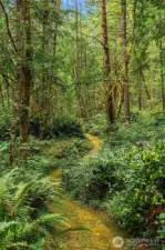 Extensive network of moss lined trails meander through most of the 50 acres