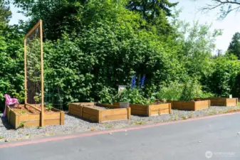 Community Plantings