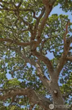 Iconic Garry Oak Trees.
