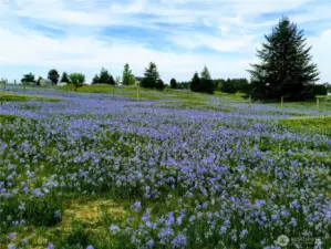 Springtime
