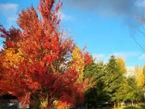 Owners pic taken last fall, beautiful mature trees!