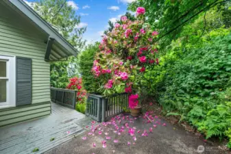 Plenty of mature plantings